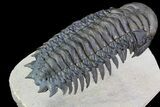 Crotalocephalina Trilobite - Flying Preparation #86018-4